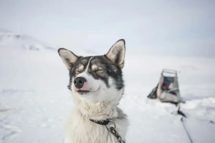 Uśmiechnięty pies rasy husky na tle śnieżnego krajobrazu. Zastanawiasz się, ile kosztuje pies husky?