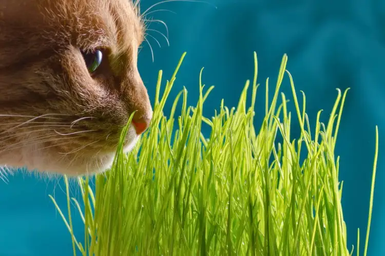 Rudy kot wącha świeżą zieloną trawkę owsa na tle niebieskiego tła.
