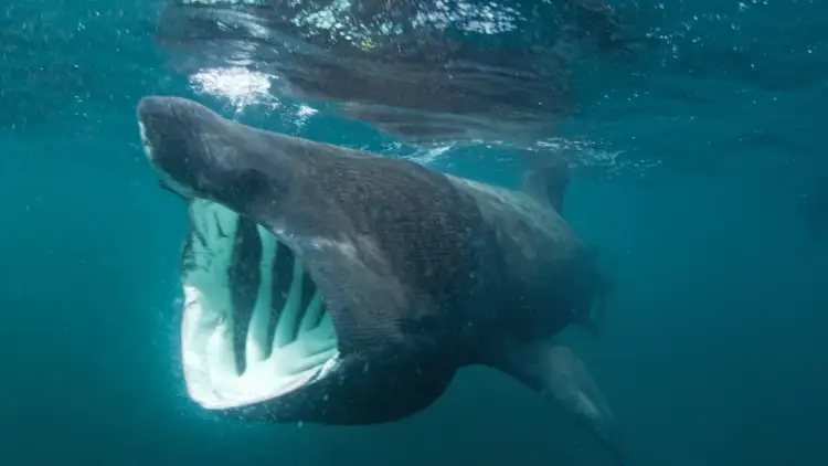 Olbrzymi rekin olbrzymi z otwartą paszczą, pływający pod powierzchnią wody. Czy w morzu bałtyckim są rekiny? Ten widok może zaskoczyć!