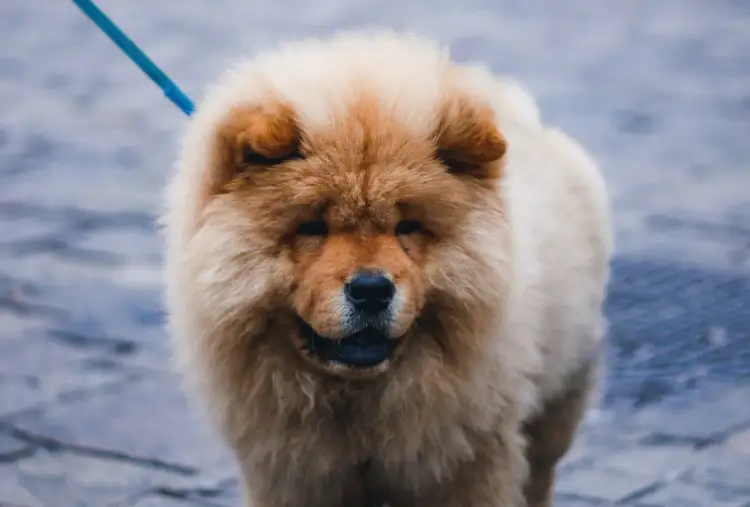 Pluszowy pies jak żywy – najlepsze modele i ich wyjątkowe cechy