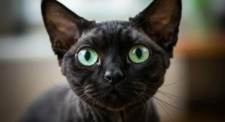 Devon Rex Wrocław - dostępne kocięta, ceny i porady dla przyszłych właścicieli