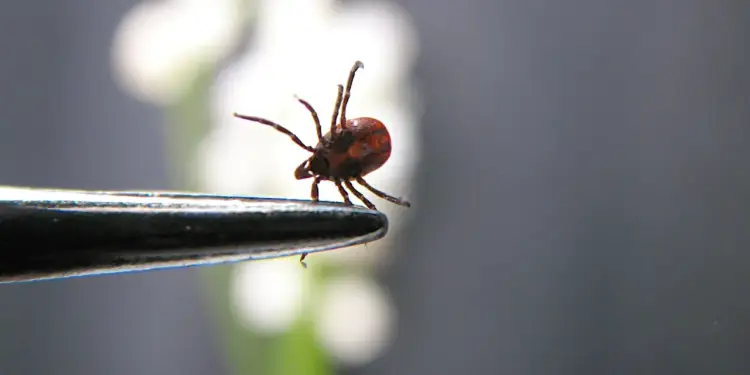 Kleszcz na pęsecie, gotowy do ataku. Nie, kleszcze nie latają, ale potrafią zaskoczyć.