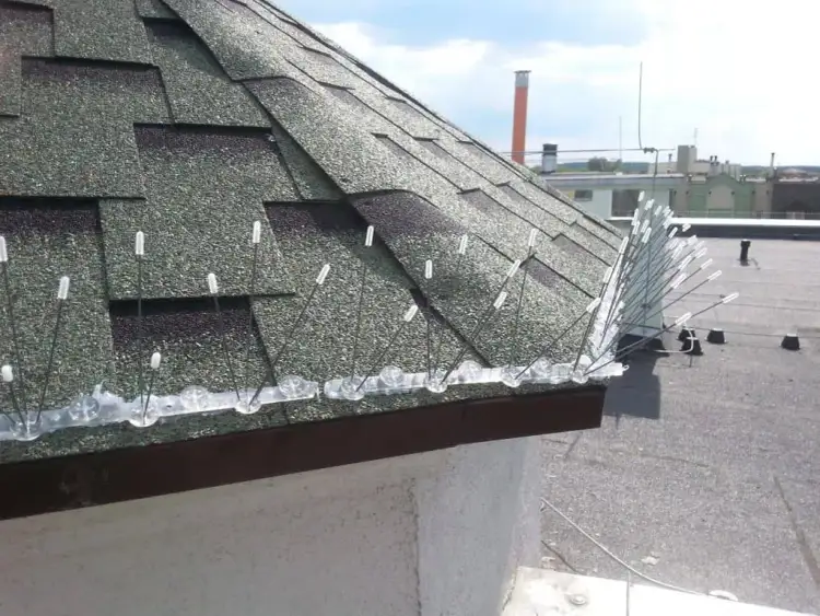 Skuteczne metody na odstraszenie gołębi z dachu - uniknij zniszczeń