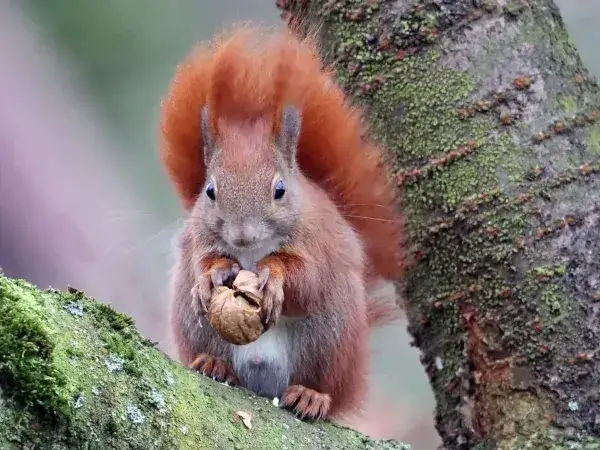 Jak odstraszyć wiewiórki z ogrodu: 8 skutecznych metod