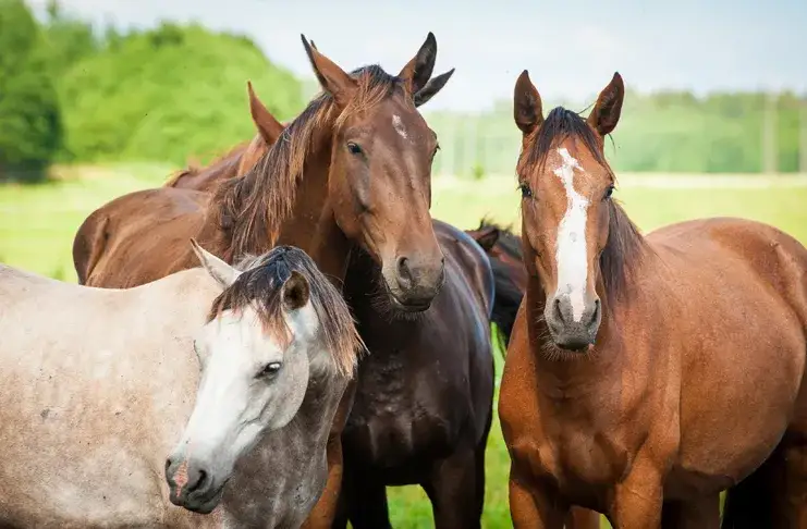 Jak konie widzą kolory? Odkryj świat niebieskiego i żółtego!