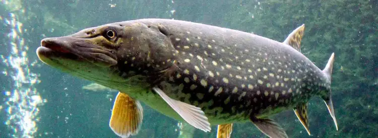 Szczupak czym się żywi - zaskakujące fakty o diecie tej ryby