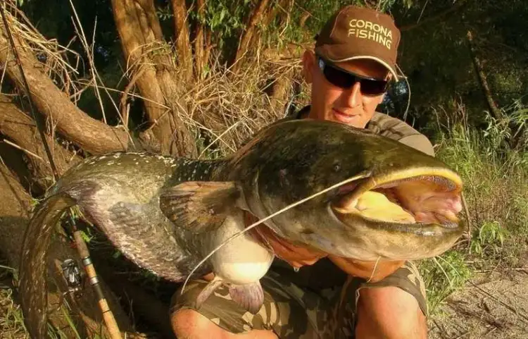 Skuteczne przynęty na suma spinning – unikaj tych błędów w łowieniu