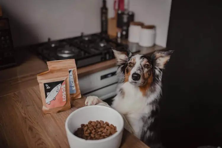 Piesek czeka na jedzenie. Czy można namoczyć sucha karmę dla psa? Obok miska z karmą i opakowania z łososiem i kaczką.