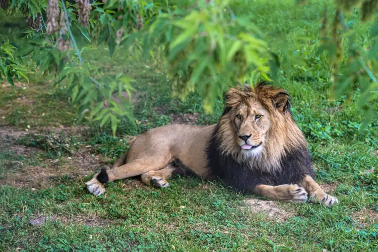 Lew w trawie, jakby na safari w Czechach. Król zwierząt wylegujący się w cieniu drzew.