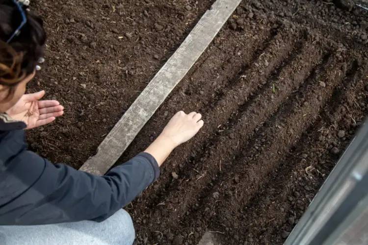 Jak siać warzywa do gruntu - uniknij najczęstszych błędów siewu