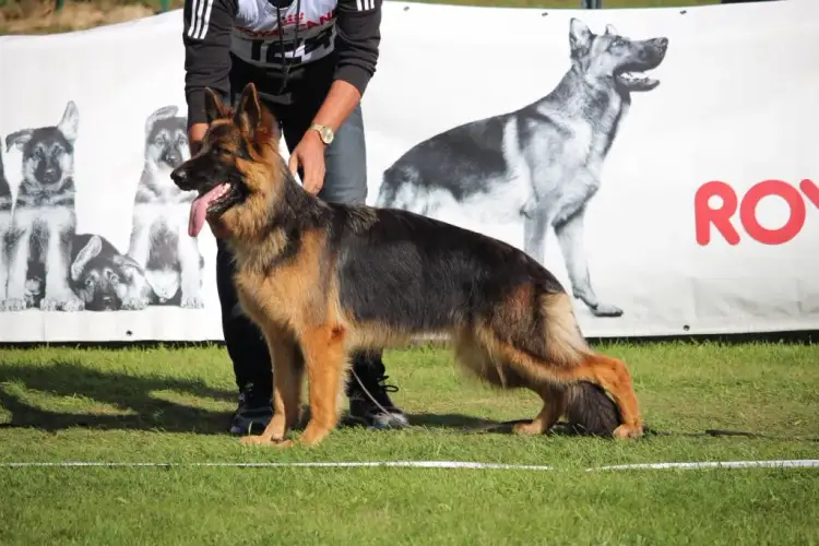 Ile powinien ważyć owczarek niemiecki, aby uniknąć problemów zdrowotnych?