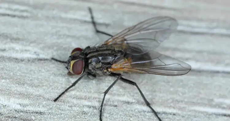 Jak Pozbyć Się Uciążliwych Much Na Strychu? 7 Skutecznych Metod