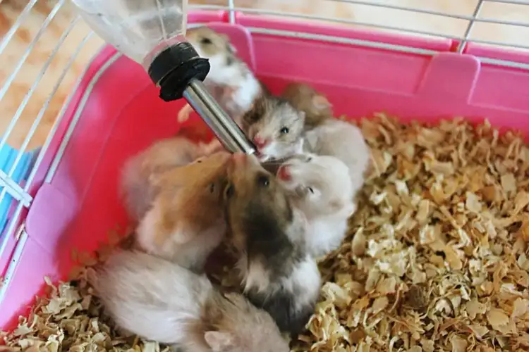 Małe chomiki uczą się, jak założyć poidełko dla chomika, pijąc wodę z butelki w różowej klatce.