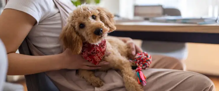 Psy które gubią mało sierści – idealne rasy dla alergików i dbających o czystość