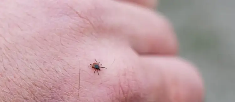 Do jakiego lekarza z kleszczem? Objawy, które mogą zaniepokoić