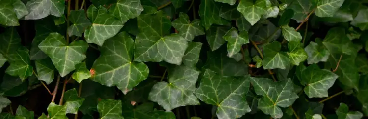 Gęsty bluszcz pokrywa ścianę. Dowiedz się, jak usunąć bluszcz ze ściany, aby odzyskać jej pierwotny wygląd.