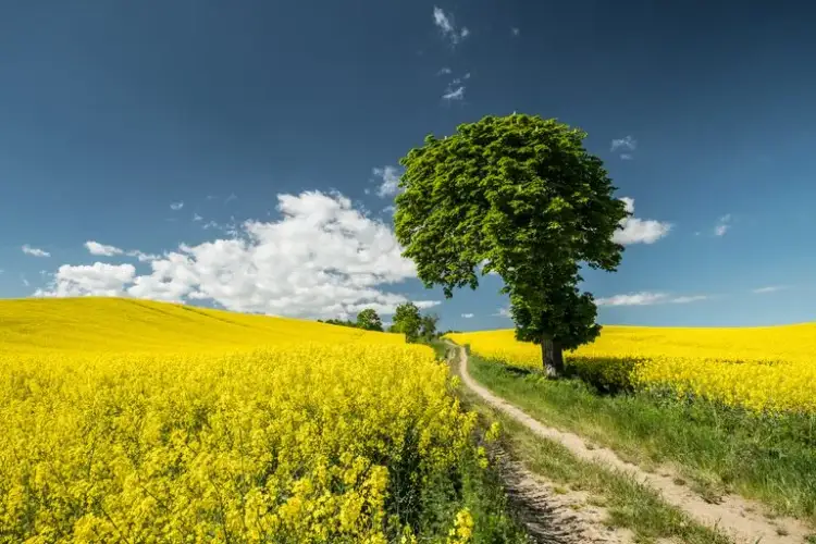 Co kształtuje klimat w Europie? Kluczowe czynniki, które musisz znać