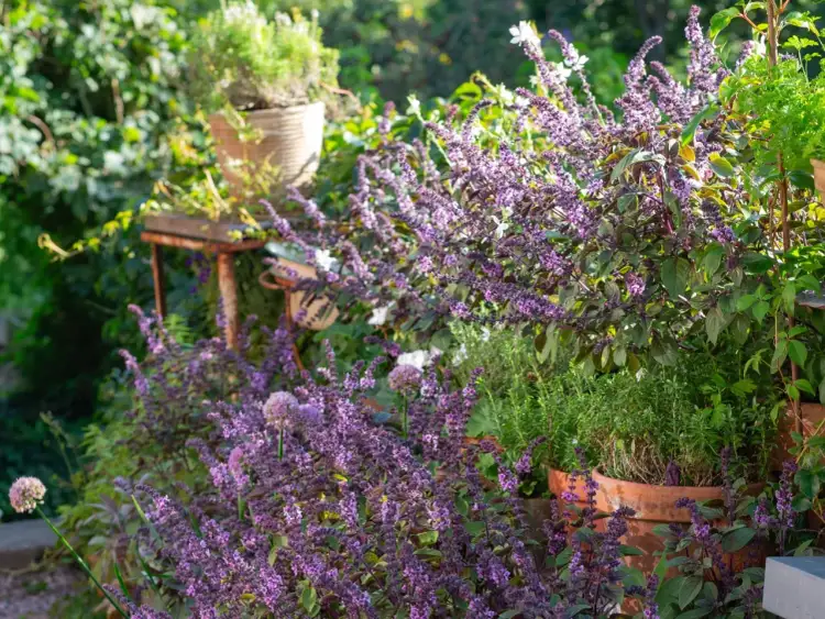 Kwitnąca bazylia o fioletowych kwiatach, obok czosnku ozdobnego i innych ziół w donicach. Czy bazylia jest wieloletnia? Warto sprawdzić!