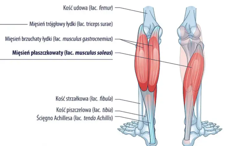 Anatomia łydki: mięsień płaszczkowaty łydki (łac. musculus soleus) jest kluczowy dla ćwiczeń siłowych nóg.