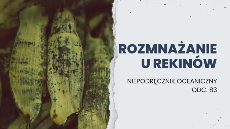 Jak rekiny się rozmnażają? Odkryj fascynujące metody ich rozmnażania