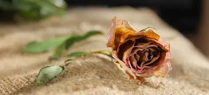 Czy jajniki zanikają po menopauzie? Zaskakujące zmiany w organizmie