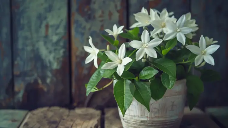 Białe kwiaty w doniczce: Ożyw swoje wnętrze białymi kwiatami
