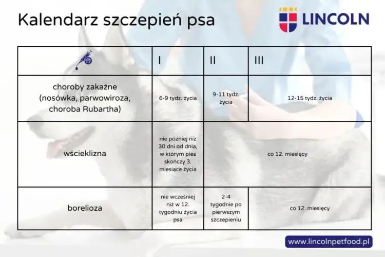 Dzień szczeniaka: Harmonogram i porady Klucz do szczęśliwego psa!