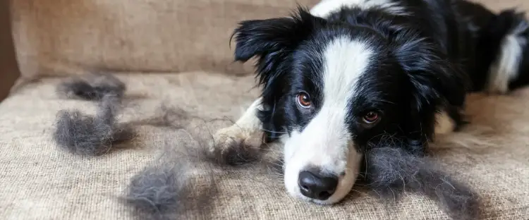 Border collie leżący na kanapie z kłębkami sierści obok.