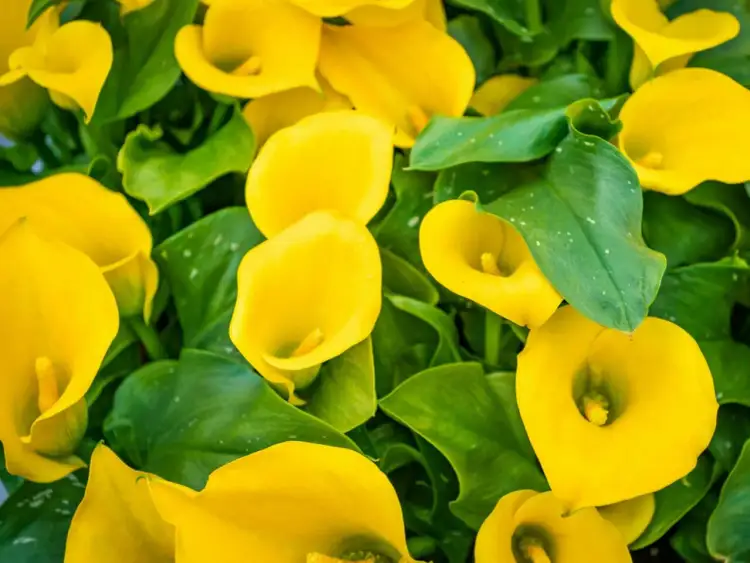 Gęsty bukiet żółtych kwiatów kalii z soczystymi, zielonymi liśćmi.