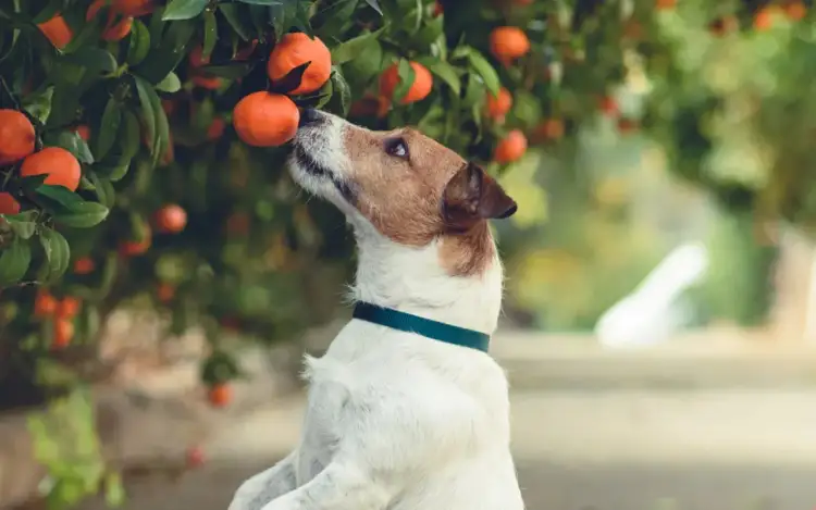 Pies i cytrusy: Czy jeden kęs to problem? Weterynarz wyjaśnia.