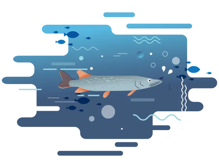 Jakie ryby są w Bałtyku? Odkryj tajemnice morskich gatunków