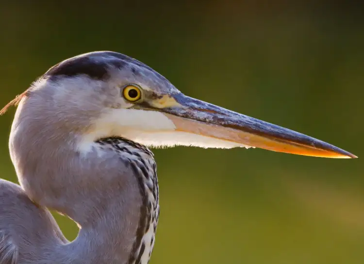 Portret czapli szarej z żółtym okiem. Czy czaple odlatują do ciepłych krajów?