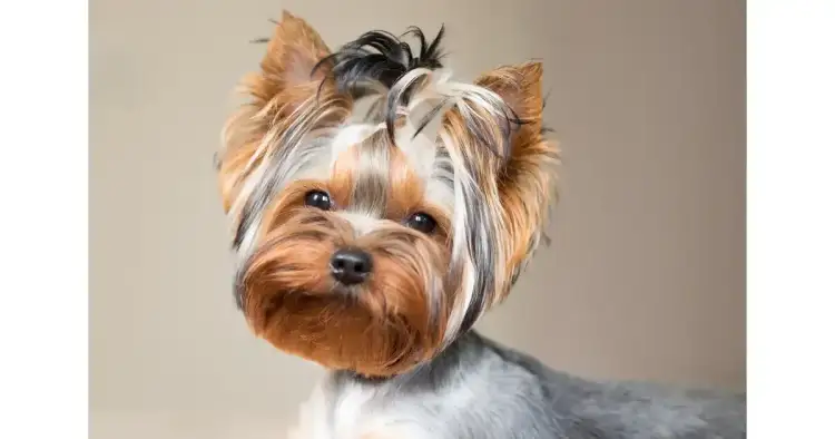 Czy york ma sierść? Odkryj prawdę o włosach yorkshire terriera