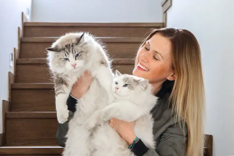 Ragdoll kotka czy kocur - poznaj różnice w ich charakterze