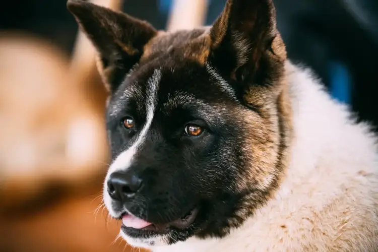 Piękny pies rasy Akita Inu, z pewnością zastanawiasz się, ile kosztuje pies Akita.