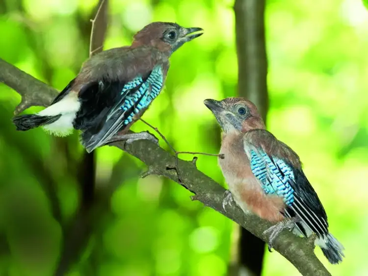 Dwa młode sójki z błękitnymi piórami na skrzydłach siedzą na gałęzi. Czy sójki zimują w Polsce? Tak, te piękne ptaki zostają u nas przez cały rok.