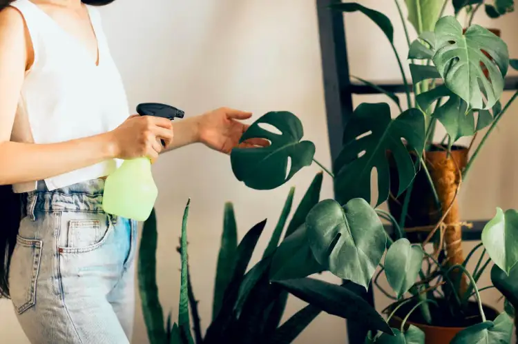 Kobieta spryskuje liście monstery, pokazując domowe sposoby na nawilżenie powietrza.