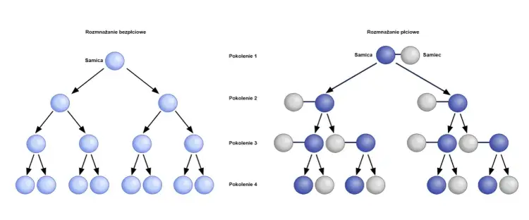 Jak rozmnażają się rozgwiazdy? Odkryj fascynujące metody rozmnażania