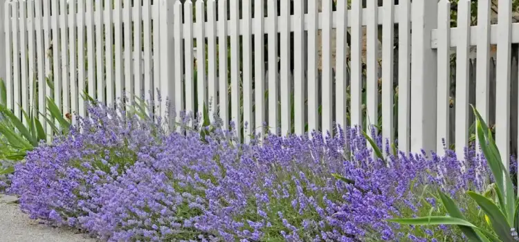 Jakie rośliny przy płocie zapewnią prywatność i piękno w ogrodzie