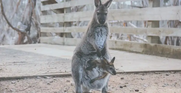 Jak rozmnażają się kangury? Poznaj zaskakujące fakty o ich życiu