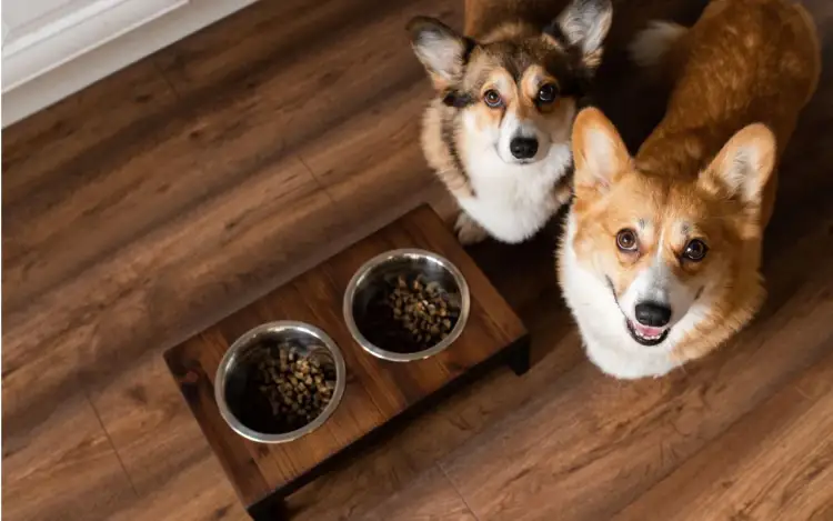 Od kiedy karma junior dla psa? Kluczowe informacje, które musisz znać