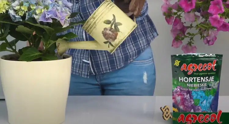 Jaki nawóz do niebieskiej hortensji, aby uzyskać intensywny kolor?