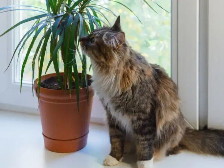 Kot wącha dracenę w doniczce na parapecie.