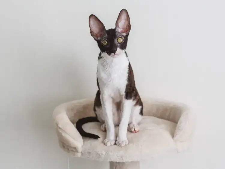 Devon Cornish Rex - Kluczowe różnice i cechy obu ras kotów