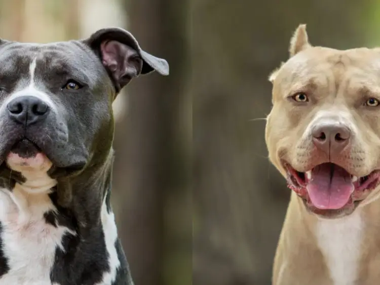 Staffik vs Amstaff: Kluczowe różnice, które musisz znać (Przewodnik)