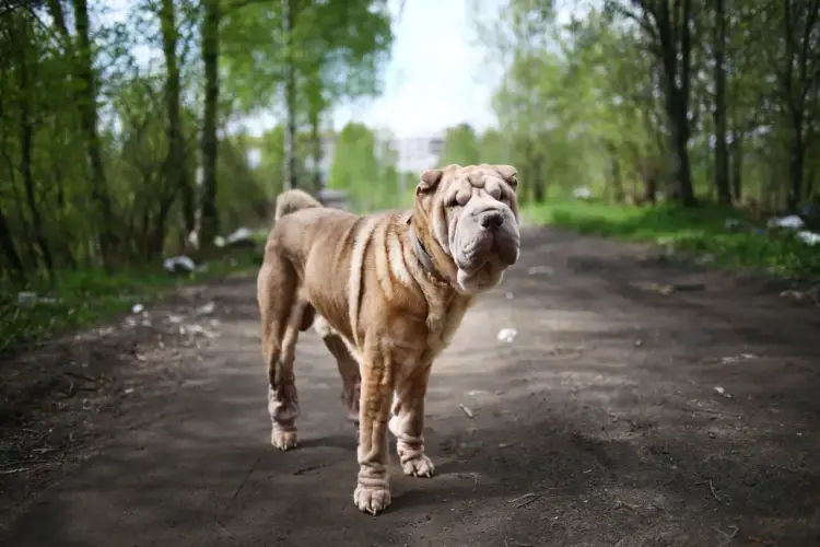 Shar Pei Blue: wszystko o kolorze, charakterze i zdrowiu psa