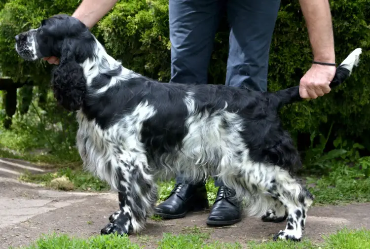 Niebieski Spaniel Pikardyjski: Rzadki pies myśliwski czy jest dla Ciebie?