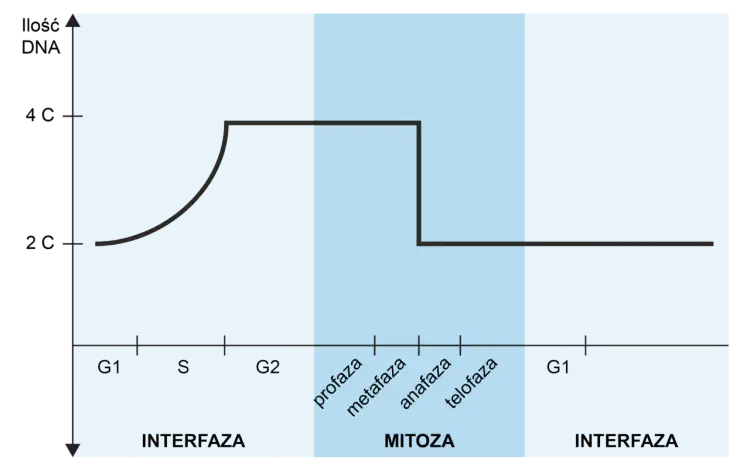Mitoza i mejoza - jak ich nie pomylić? Poznaj kluczowe różnice
