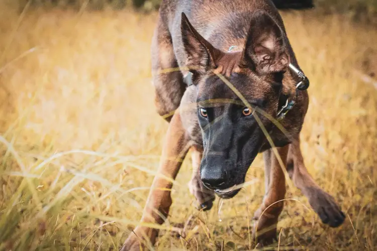Owczarek Belgijski Malinois: Czy jesteś gotów na to wyzwanie?