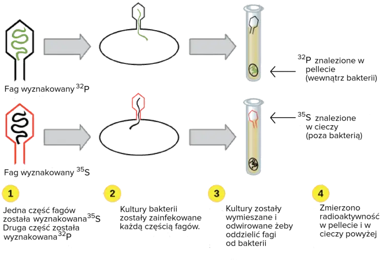 Replikacja DNA - Jak to działa? Enzymy, etapy, różnice